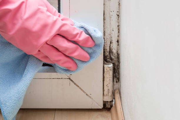 Best Attic Mold Remediation in Cressona, PA